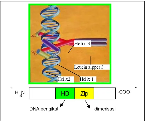 Gambar 1.  Struktur gen regulator HD-Zip.   Motif HD  berperan sebagai DNA pengikat pada ujung N,  dan leucin zipper pada ujung C untuk dimerisasi  