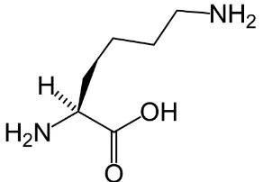 Gambar Struktur Asam amino Lisin 