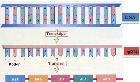 Gambar Struktur Asam amino Leusin