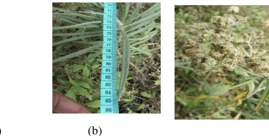 Gambar 3. (a) daun Anaphalis longifolia (BL.) DC. Yang berbentuk lanset dan (b) bunga Anaphalis longifolia (BL.) DC