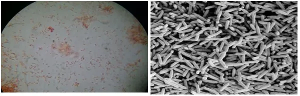 Gambar 3. Mikroskopis Acetobacter xylinum 