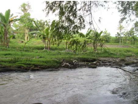 Gambar 4. Sebagian daerah di sekitar aliran Sungai Opak sudah dialih fungsikan menjadi sawah dan lahan bercocok tanam
