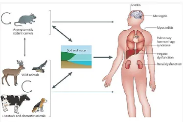 Gambar 2.3Proses Penularan Penyakit Leptospirosis