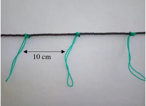 Gambar 3. Pembuatan tali pengikat rumput laut. Pengikatan Simpul A), 