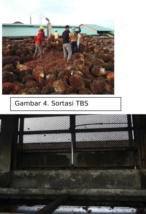 Gambar 4. Sortasi TBS