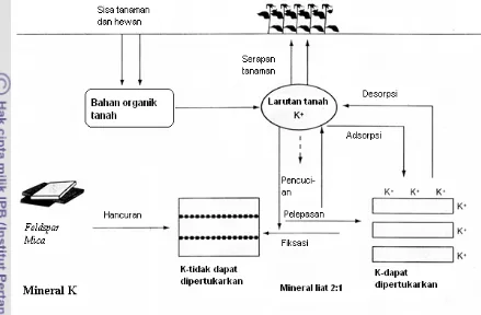 Gambar 5. Keseimbangan dan Siklus K di Dalam Tanah (Havlin et al., 1999). 