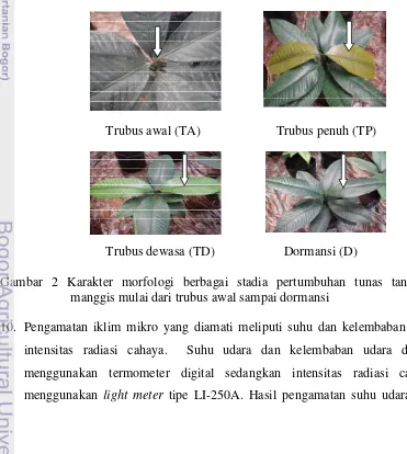 Gambar 2 Karakter morfologi berbagai stadia pertumbuhan tunas tanaman