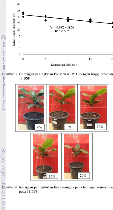 Gambar 3 Hubungan peningkatan konsentrasi PEG dengan tinggi tanaman pada