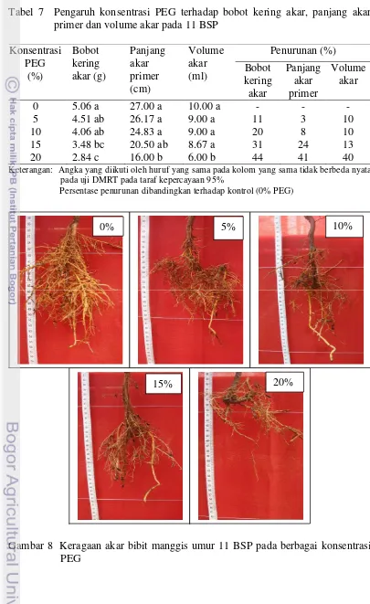 Tabel 7Pengaruh konsentrasi PEG terhadap bobot kering akar, panjang akar