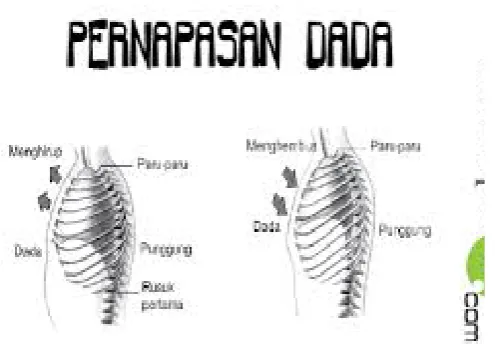 Gambar 2.11 (Pernapasan Dada)