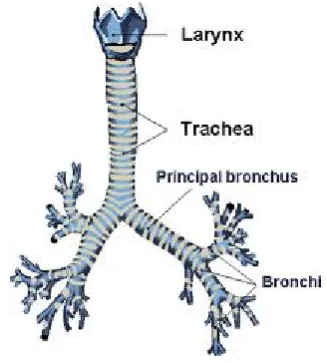 Gambar 2.5 (Trakea)