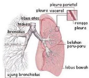 Gambar 2.7 (Bronkiolus)