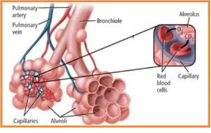 Gambar 2.9 (Alveolus)