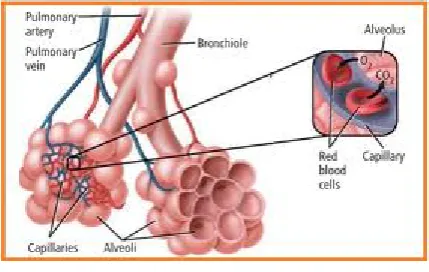 Gambar 2.9 (Alveolus)