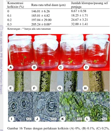 Tabel 3 Pengaruh perlakuan konsentrasi kolkisin terhadap tebal daun dan jumlah kloroplas per pasang sel penjaga 