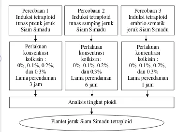 Gambar 1 Bagan Alir kegiatan penelitian induksi tetraploid jeruk Siam Simadu menggunakan kolkisin secara in vitro 