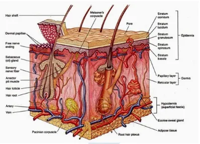 Gambar 4. Anatomi Kulit