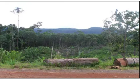 Gambar 6 Lahan bekas ladang di tepi jalan logging 