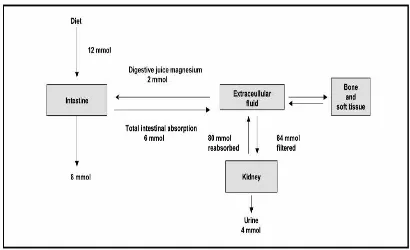 Gambar 8. Distribusi Magnesium Dalam Tubuh Dikutip dari: Swaminathan R. 2003. Magnesium  Metabolism and its Disorders, Clinical  Biochemist Reviews; 24: 47-66  