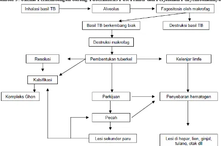 Gambar 3. Skema Perkembangan Sarang Tuberkulosis Post Primer dan Perjalanan Penyembuhannya9