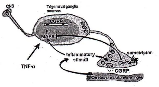 Gambar 1. Regulasi CGRP pada trigeminal ganglia neuron. Aktivasi nervus pelepasan CGRP melalui MAPKs