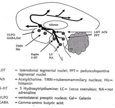 Gambar 2.dan hipotalamus posterior menuju seluruh forebrain 
