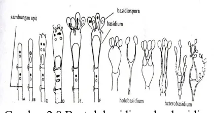 Gambar 2.8 Bentuk basidium dan basidiospora                     Sumber : Gunawan dkk, 2004; Gandjar dan Sjamsuridzal, 2006