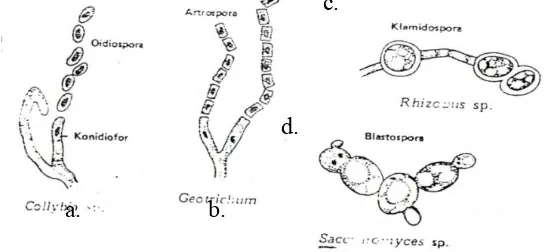 Gambar 2.10 Oidiospora, artospora, klamidospora dan blastospora Sumber : Gunawan dkk, (2004) 