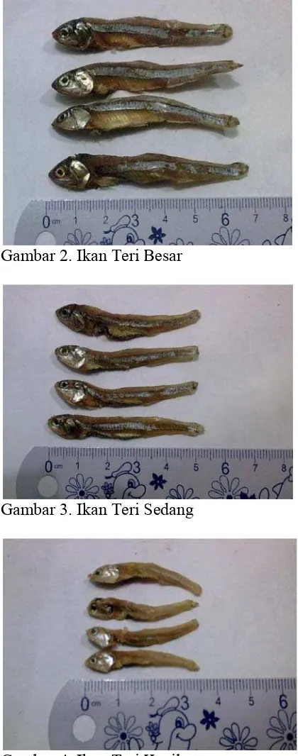 Gambar 4. Ikan Teri KKecil 