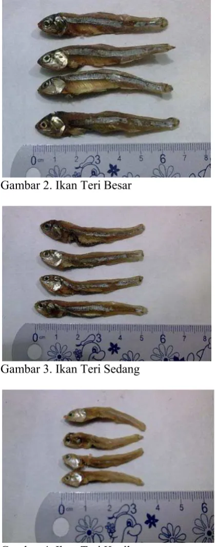 Gambar 4. Ikan Teri KKecil 