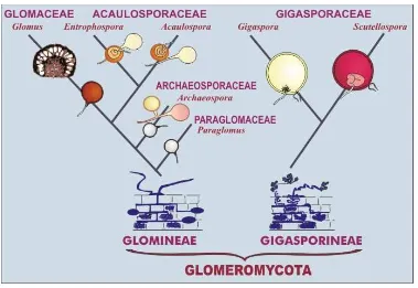 Gambar 1.  Phylogeny perkembangan dan taksonomi ordo Glomales sumber  : http://invam.caf.wvu.edu/Myc-_info/Taxonomy/classification.htm   