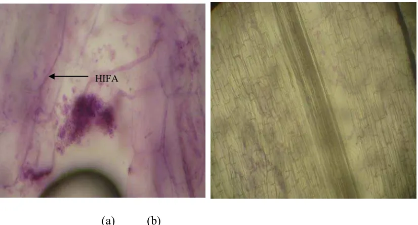 Gambar 1. (a) akar yang memiliki hifa, (b) akar yang tidak terinfeksi FMA 