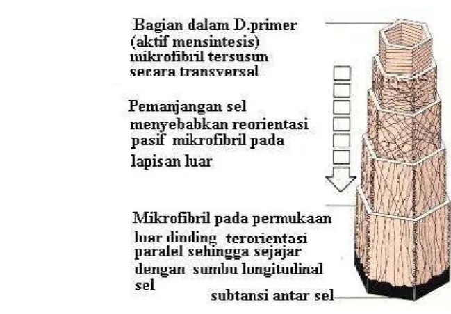 Gambar 11. Pertumbuhan Multinet