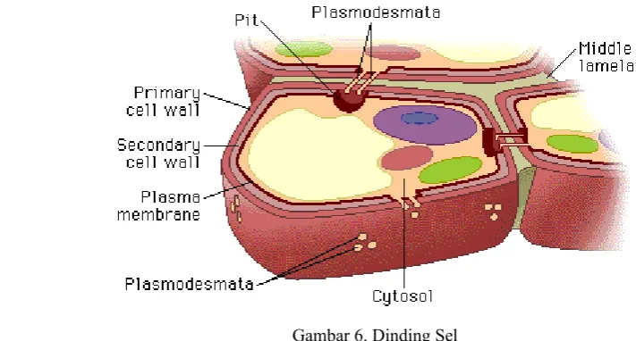 Gambar 6. Dinding Sel