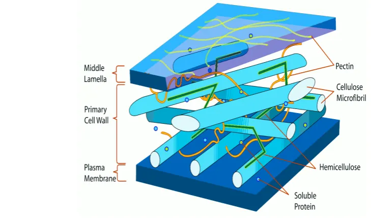 Gambar 7. Diagram Dinding Sel