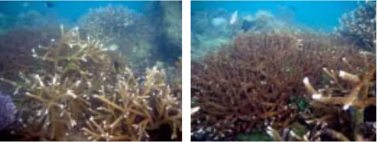 Gambar 2. Kondisi karang hasil transplantasi setelah umur 4 tahunFigure 2.Coral transplantation condition after 4 years