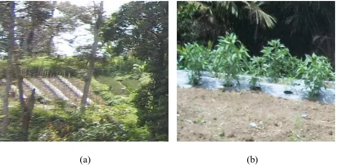 Gambar 5. Tanaman Cabai Diantara Kopi dan Durian (a) dan Tanaman Cabai di Media (b) 