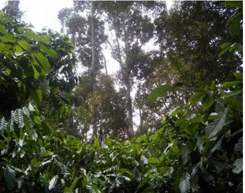 Gambar 7. Tanaman Coklat Diantara Pohon Durian 