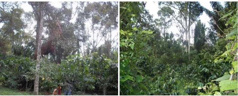 Gambar 8. Pola Agroforestri Tanaman Durian dengan Coklat dan Kopi 
