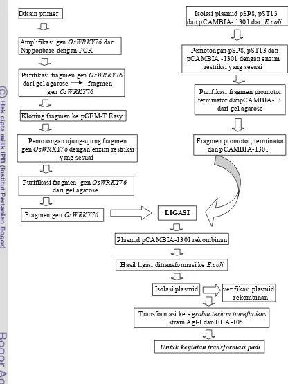 Gambar 2. Bagan alur prosedur kegiatan konstruksi over-ekspresi gen OsWRKY76    