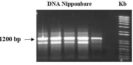 Gambar 4. Hasil amplifikasi 5 sampel DNA Nipponbare dengan primer untuk  gen OsWRKY76