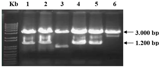 Gambar 5.  Hasil konfirmasi keberadaan fragmen gen OsWRKY76 pada plasmid pGEM-T easy yang dipotong dengan enzim BamHI dan SalI, menghasilkan fragmen dengan ukuran + 3.000 bp (fragmen pGEM-T Easy) dan 1.200 bp (fragmen OsWRKY76  sampel nomor 1, 2, 4, dan 5)