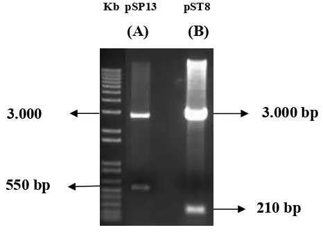 Gambar 6. (A) Hasil pemotongan plasmid pSP13 dengan enzim HindIII dan BamHI menghasilkan  fragmen promotor 35SCaMV dengan ukuran 550 bp dan fragmen plasmid pBS-SK+ (3.000 bp), (B) Hasil pemotongan plasmid pST8 dengan enzim SalI dan EcoRI menghasilkan fragm