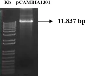 Gambar 7. Hasil pemotongan plasmid biner pCAMBIA-1301 dengan enzim HindIII dan EcoRI menghasilkan  fragmen berukuran 11.837 bp