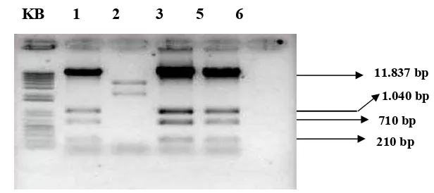 Gambar 8 . Hasil pemotongan plasmid pCAMBIA 1301-OsWRKY76 dengan enzim restriksi EcoRI.Ukuran yang dihasilkan dari pemotongan tersebut adalah: 210 bp yang merupakan ukuran terminator 35SCaMV, 710 bp merupakan ukuran sebagian potongan gen OsWRKY76, 1040 bp 