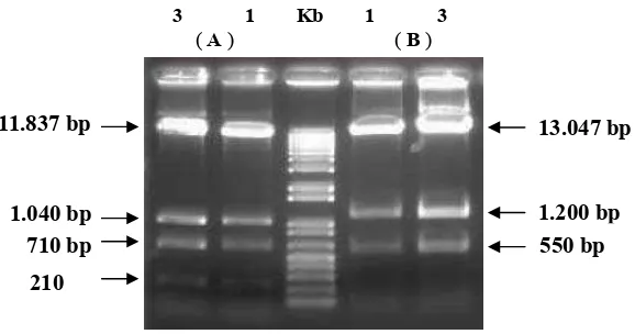 Gambar 9. Hasil konfirmasi dari 2 sampel plasmid untuk mengetahui keberadaan gen kimera (promoter 35SCaMV, gen OsWRKY76, dan terminator 35SCaMV)pada plasmid biner pCAMBIA-1301, dengan menggunakan 2 cara pemotongan (A) pCAMBIA1301 rekombinan dipotong dengan