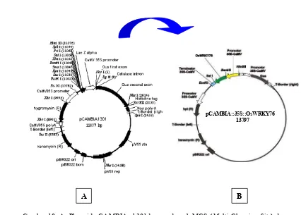 Gambar 10. A. Plasmid pCAMBIA -1301dengan daerah MCS (Multi Clonning Site) dan 