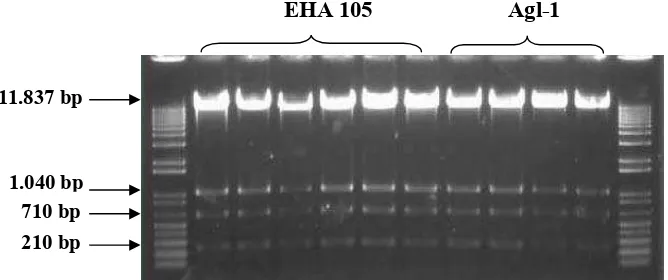 Gambar 11. Hasil konfirmasi pemotongan plasmid pCAMBIA-1301::35S::OsWRKY76 yang diisolasi dari E.coli dengan enzim restriksi EcoRI, menghasilkan fragmen dengan ukuran 210 (terminator 35SCaMV), 710 (potongan gen OsWRKY76), 1040 (potongan gen OsWRKY76 + prom