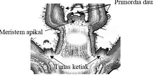 Gambar 2. Irisan membujur ujung pucuk tampak meristem apikal, primordia daun dan primordia tunas samping  (Marini, 2003)