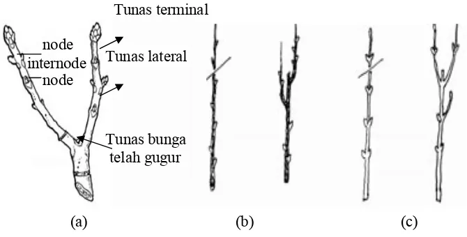 Gambar 3. Bagian sebuah dahan yang menunjukkan buku dan beberapa tipe tunas (a), struktur tunas alternate (b), dan struktur tunas opposite (c) (Marini, 2003)